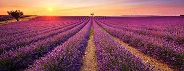 Provence Provence